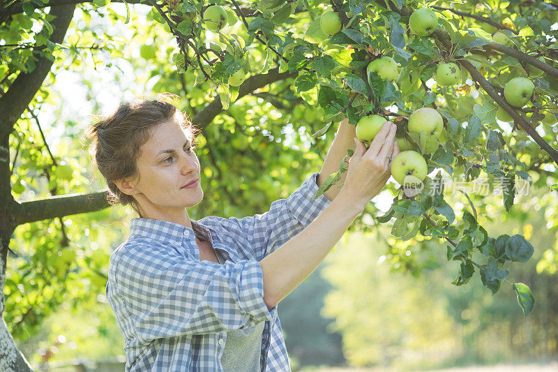一个女人从树上摘苹果