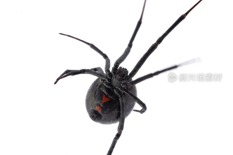 黑寡妇蜘蛛的腹部