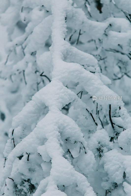 神奇的雪覆盖了树木。美丽的冬天的风景