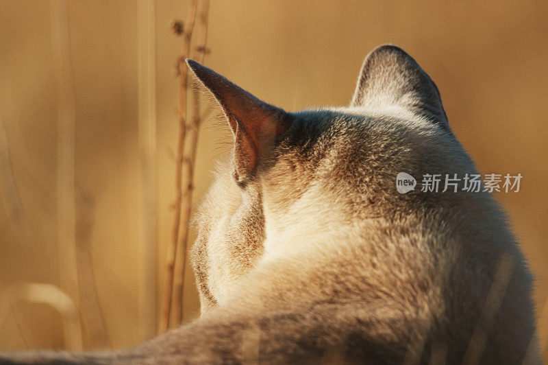 东奇尼猫的猫