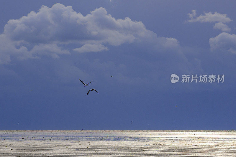 在荷兰北部的瓦登海自然保护区“德瓦登”，普通的贝壳鸭飞过一片空旷的景观