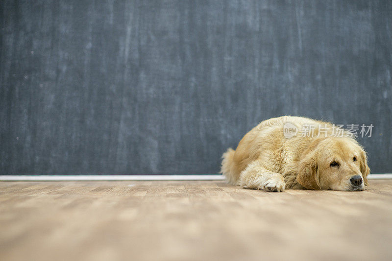 一只孤独的金毛猎犬躺在硬木地板上。他脸上有一种悲伤和渴望的表情。
