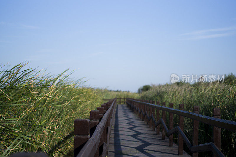 木板路通过湿地