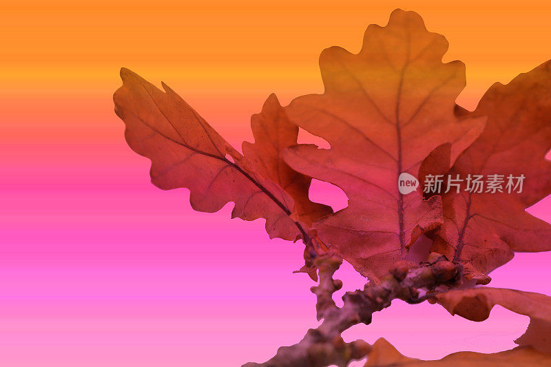 秋天的颜色树叶在树枝上反对多色的背景与复制空间