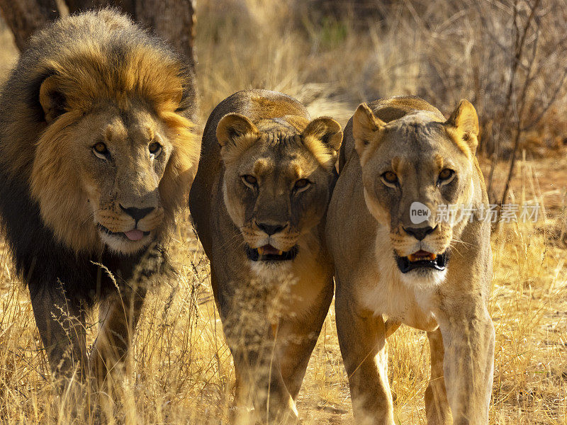 野生的狮子家族