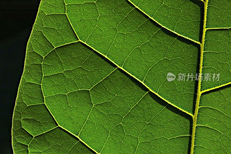 闭合明亮的叶子细节。