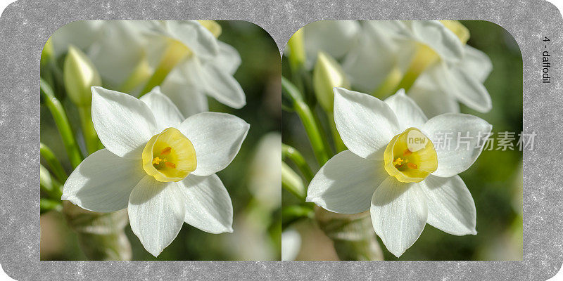 水仙花，福尔摩斯墙上立体画板