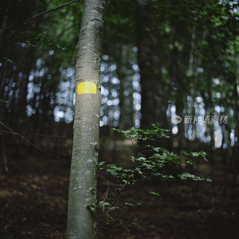 CAI徒步在树林中的一棵树上做标记