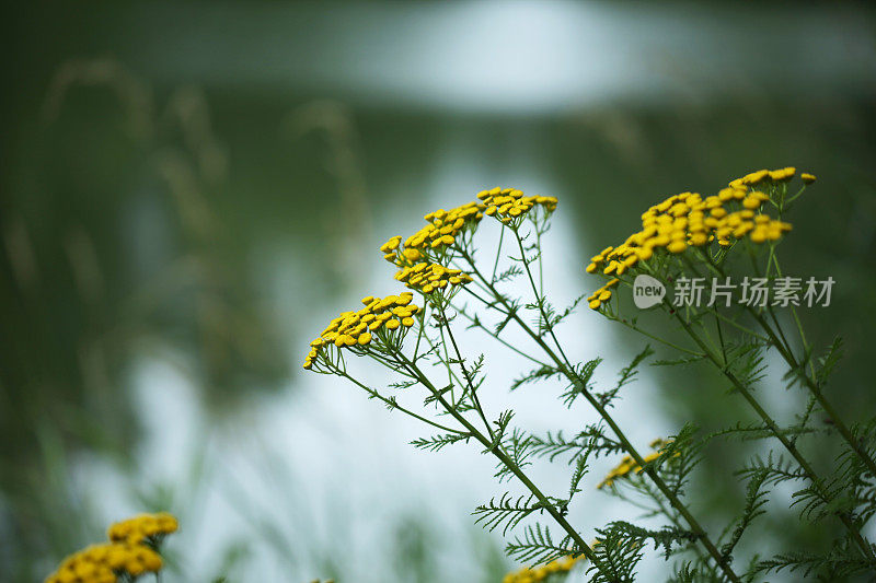 加拿大农村常见的唐茜