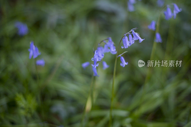 阳光下的风信子，景深较浅