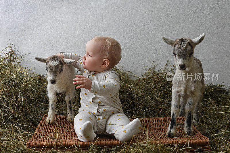 这个婴儿在和小山羊玩