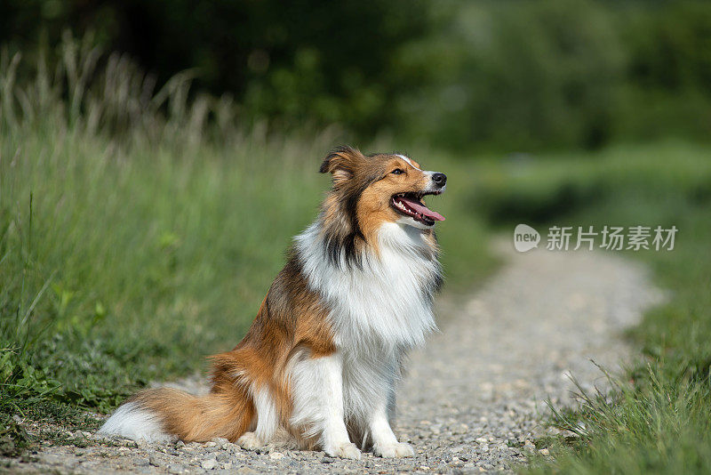 自然界中的设得兰牧羊犬肖像