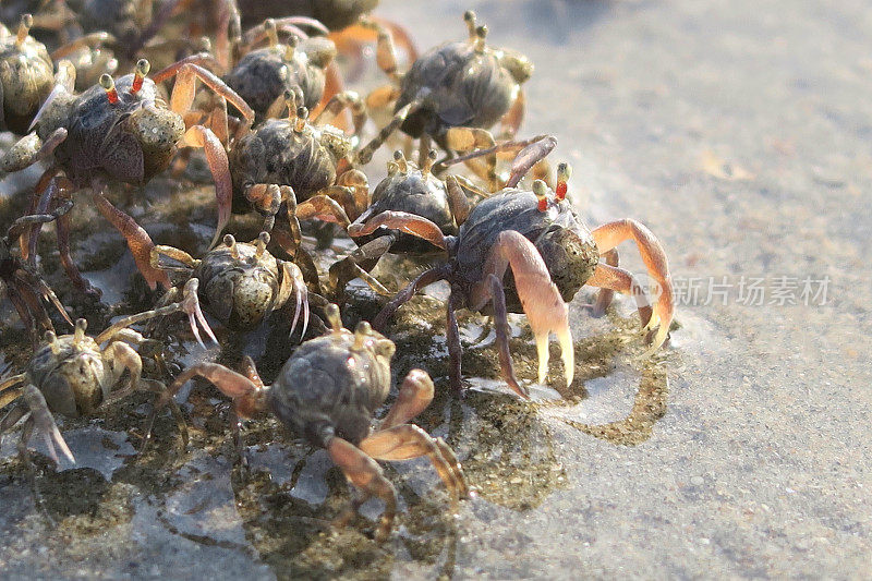 小沙蟹在海边的沙滩上奔跑，海边蟹爪隐藏在洞的特写在Palolem海滩度假，果阿度假，南印度，印度洋海岸线，迷你沙丘，海边蟹壁纸背景的甲壳类动物的照片