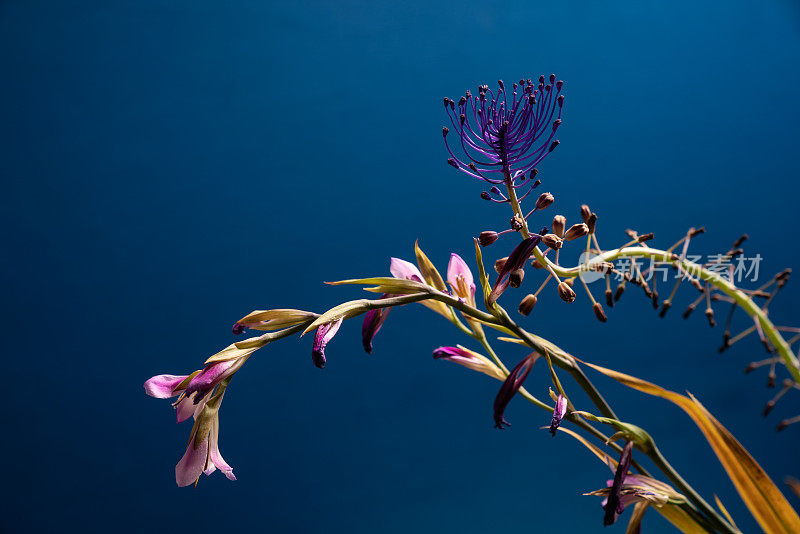 麝香菊的近距离照片