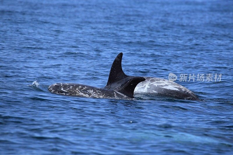 美国加利福尼亚州蒙特雷湾的海洋哺乳动物