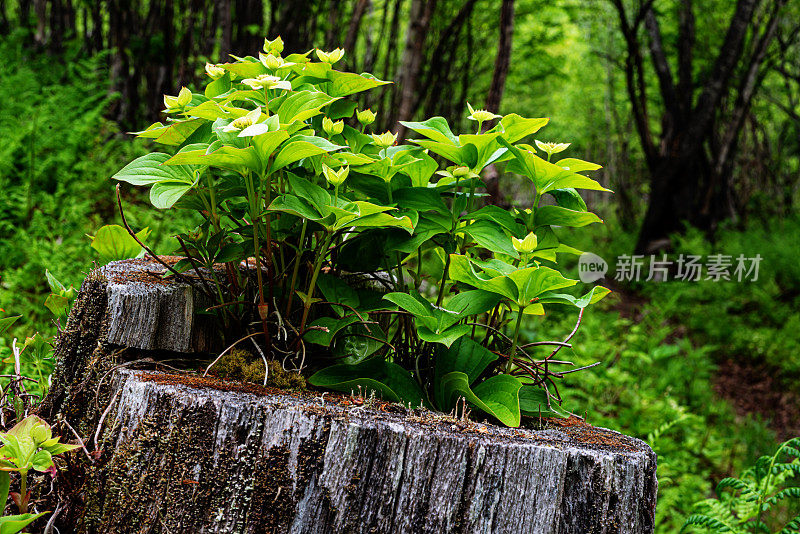 植物从树桩生长