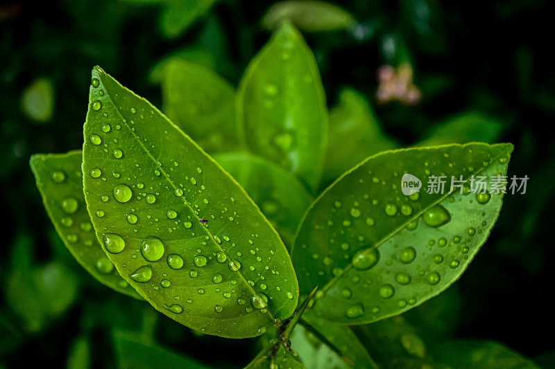 带雨滴的树叶