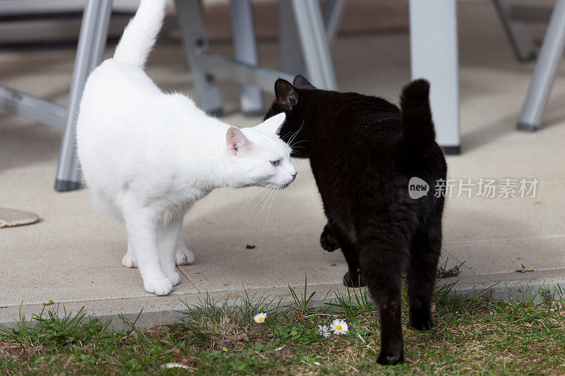 黑猫和白猫动物交流