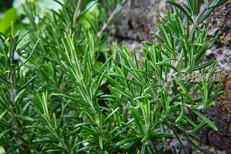 迷迭香植物