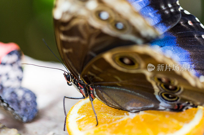 巨大的蓝色和棕色蝴蝶在一片橙色上