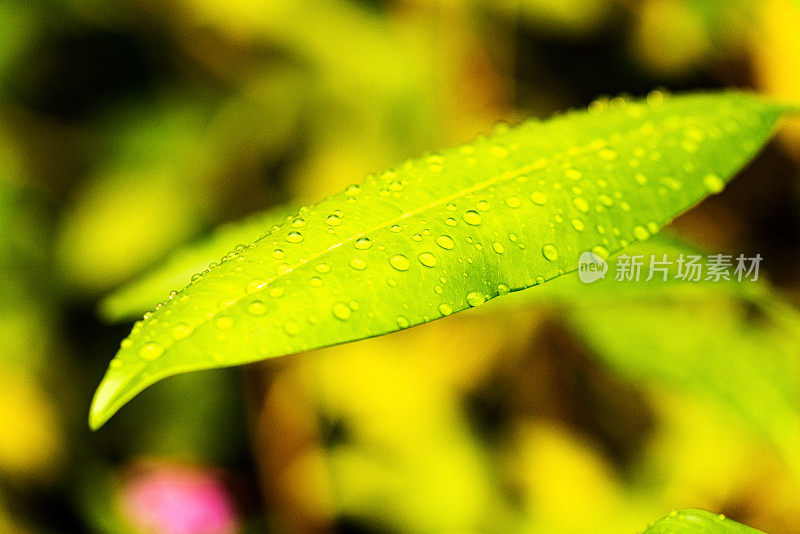 树叶与雨滴的特写视图