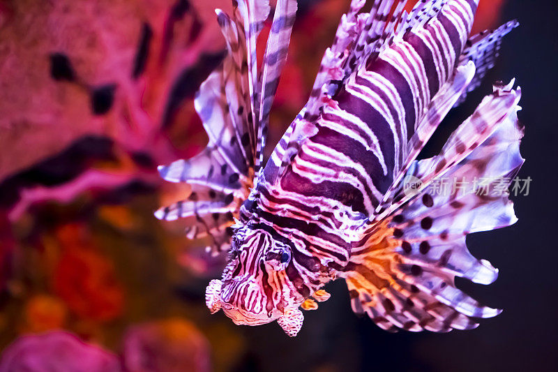 美丽的鱼在水族馆游泳的特写