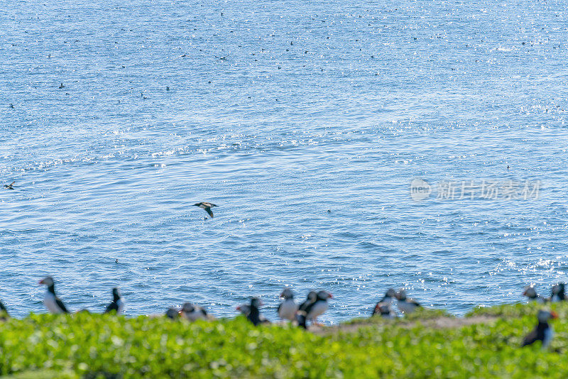 大西洋海雀和海鸠