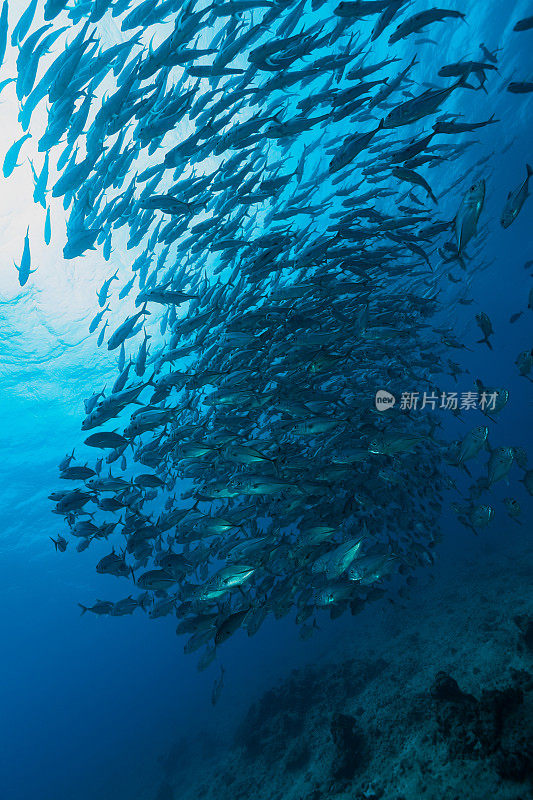 密克罗尼西亚，帕劳，充满鱼的海洋，大眼鲹鱼的大型鱼群