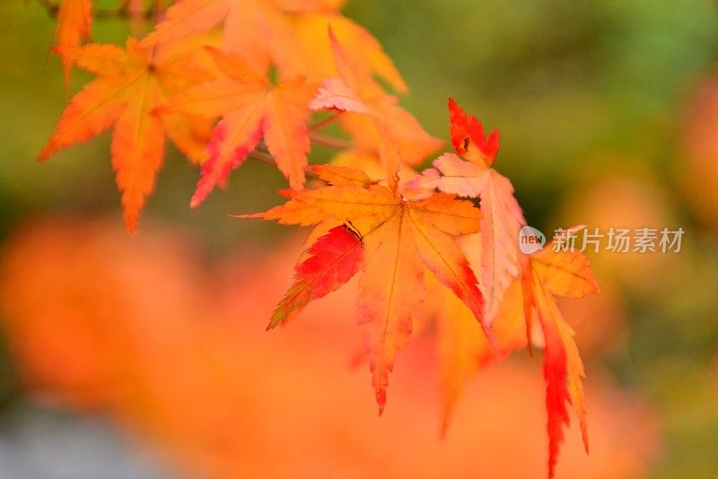 青森县黑石的中野百山公园秋叶