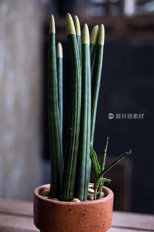 花盆中的热带植物