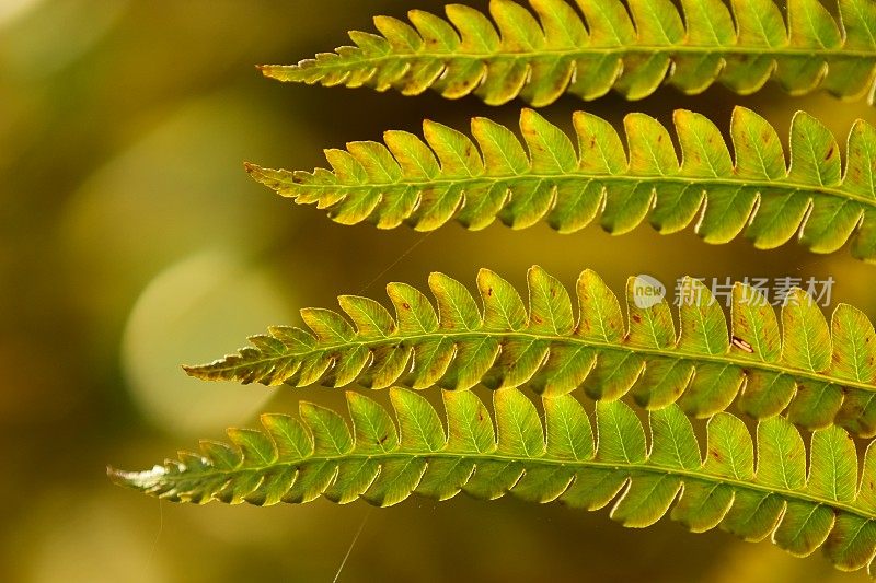 近距离四背光平行肉桂蕨叶在秋天与散焦森林色调的背景