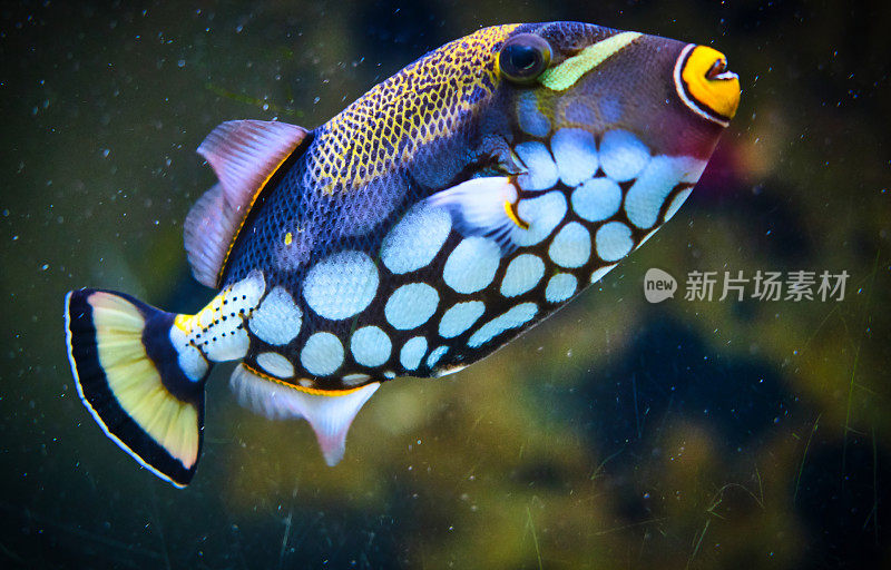 水族馆拍摄的海洋生物