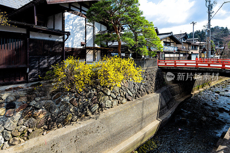 日本岐阜县名子河边的小红桥上开着黄色的树花