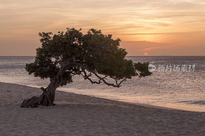 阿鲁巴的白色沙滩上的标志性的Divi树-日落