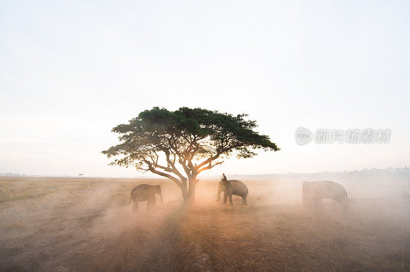 大象在泰国清迈的热带雨林河里洗澡和散步