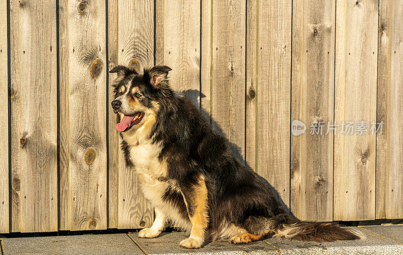 博德牧羊犬坐在木篱笆前