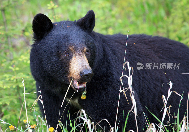 加拿大荒野中的黑熊