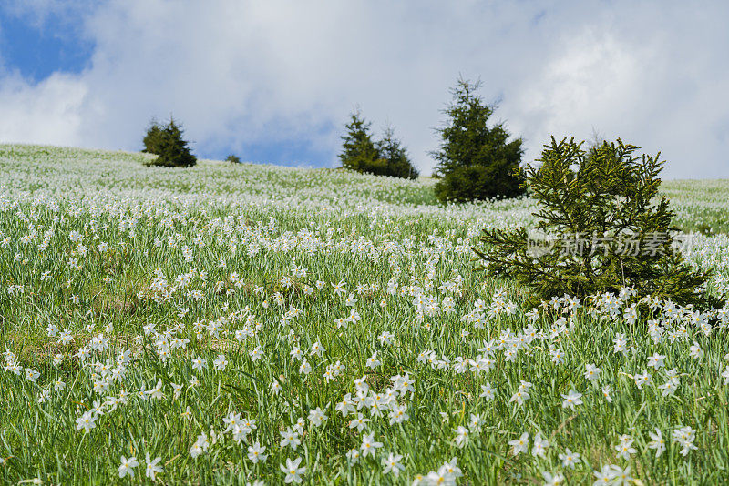 水仙花水仙花在模糊的花田在山顶山坡上，Golica，在斯洛文尼亚下午