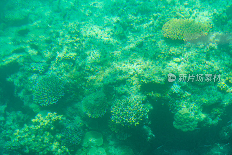 澳大利亚昆士兰的大堡礁海底世界，有珊瑚和热带鱼