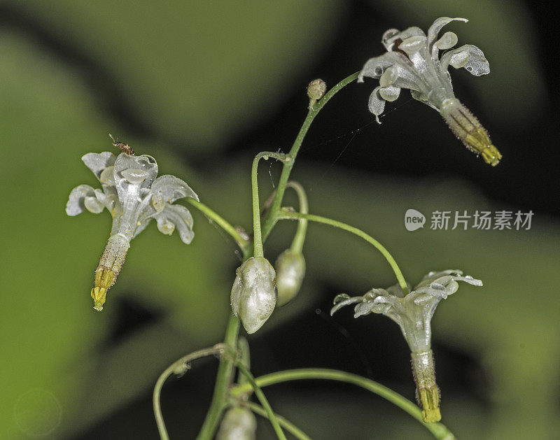 温哥华planipetala是一种开花植物在小檗科众所周知的普通名称红木从内到外的花和红木常春藤。杰迪戴亚史密斯红杉州立公园;