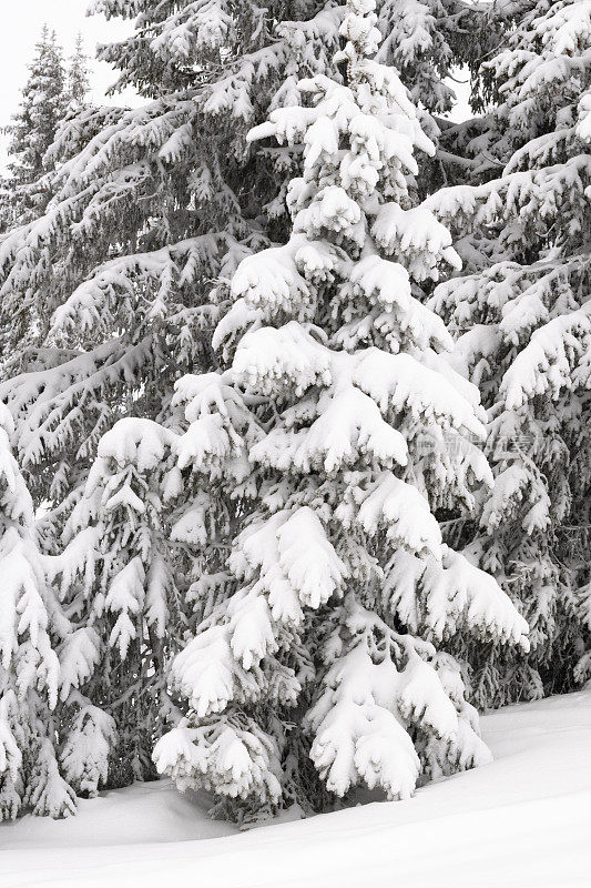 在一个阴天降雪的挪威Hafjell滑雪场的滑雪坡上，雪覆盖着云杉树