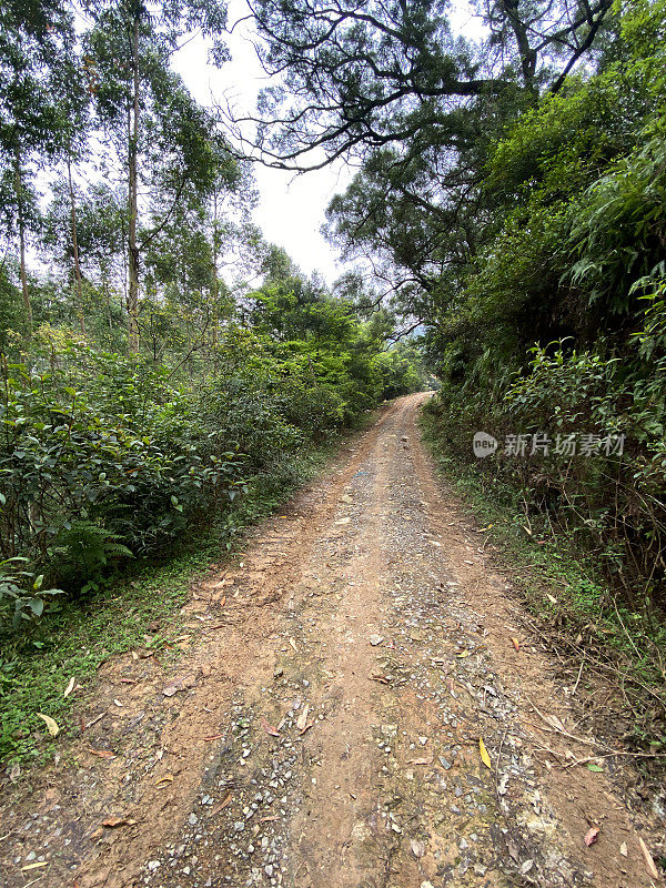 森林里泥泞的路