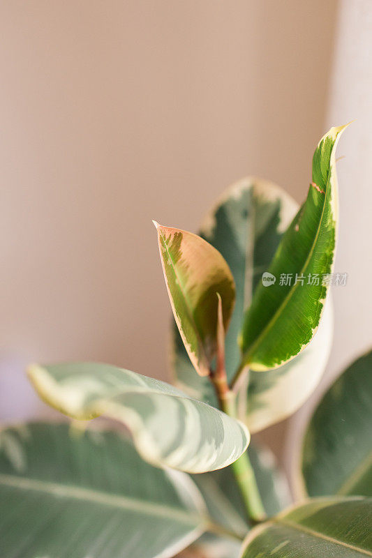 杂色橡胶植物'杂色橡无花果室内植物