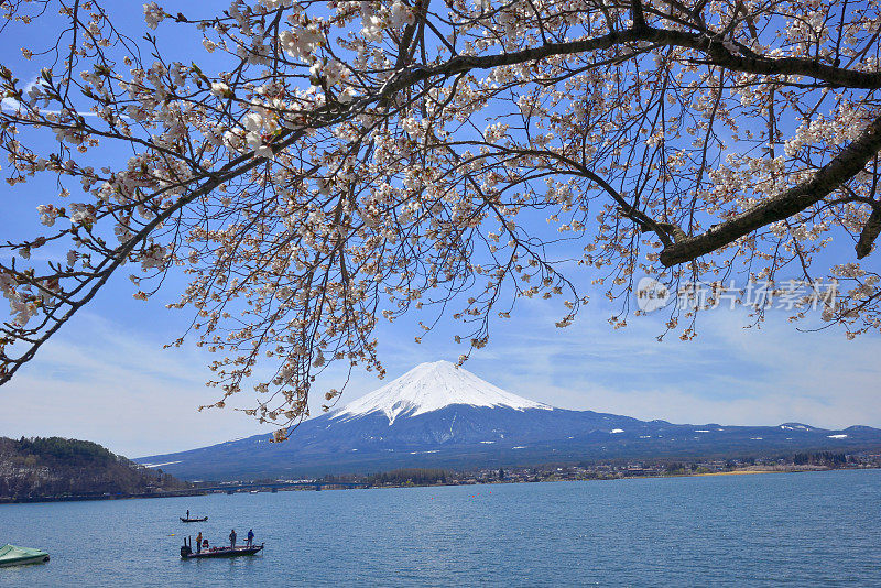 富士山和川口湖的樱花