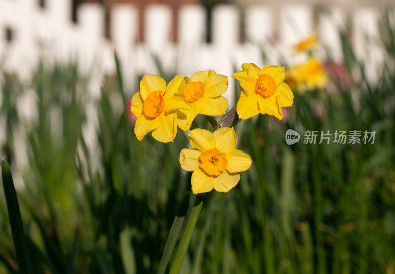 英格兰安斯福德的水仙花