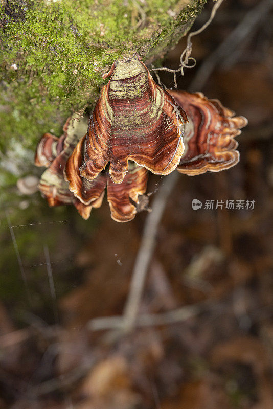 从上面俯瞰长满苔藓的树干上不规则形状的托架真菌