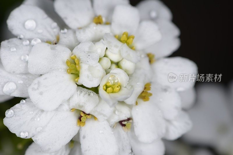 屈曲花属植物