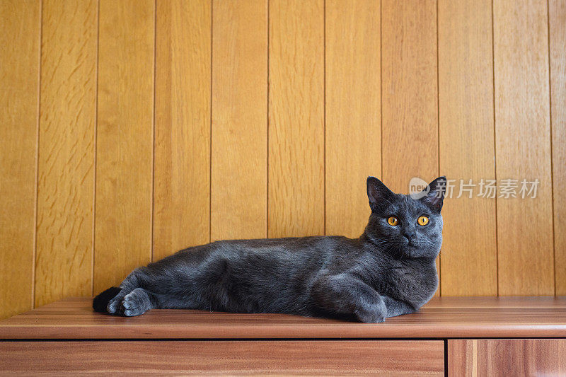 夏特鲁猫躺在架子上