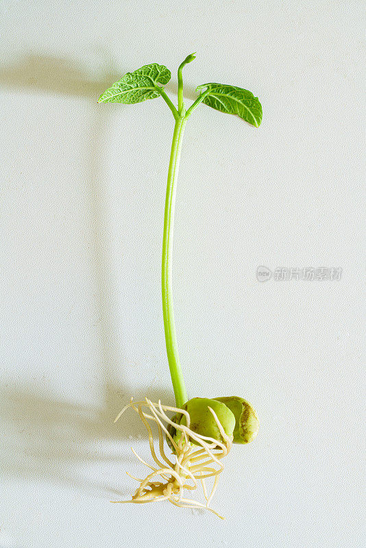 发芽的豆子。新鲜的味蕾。新的生活。健康食品。花瓶里有绿叶植物。