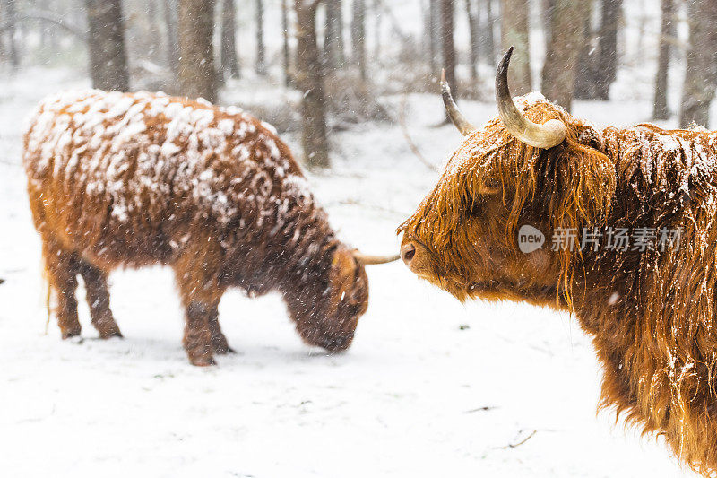 雪中的苏格兰高地牛的肖像